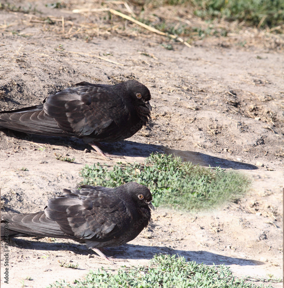 Obraz premium A pair of pigeons sit on the ground...