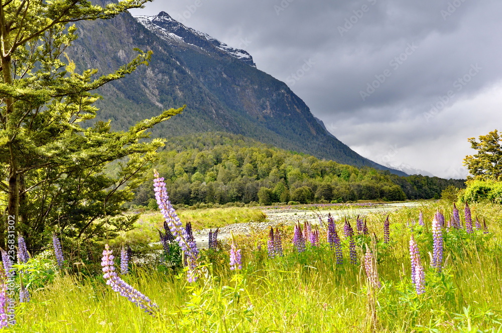 Wild Lupines of Eglinton River, South Island, New Zealand
