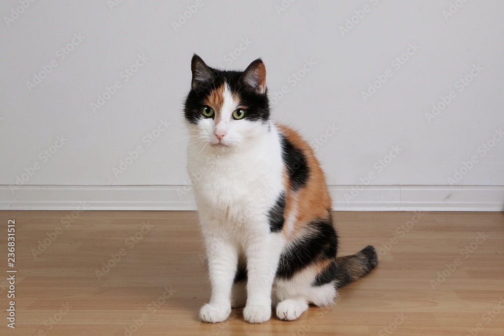 Naklejka premium beautiful tricolored cat is sitting in the living room