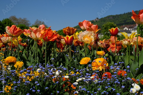 Wundersch  ne leuchtende Blumen im Fr  hling