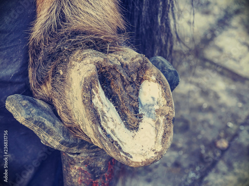 Necessary hoof care of horse before being mounted horseshoe. photo