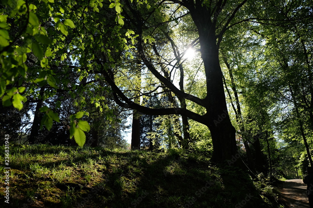 Fototapeta premium Leuchtender Wald im Frühling mit viel Natur