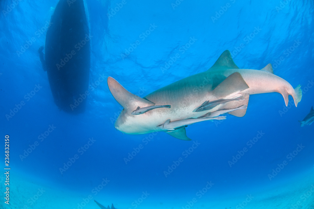 Fototapeta premium Nurse shark at the Bahamas
