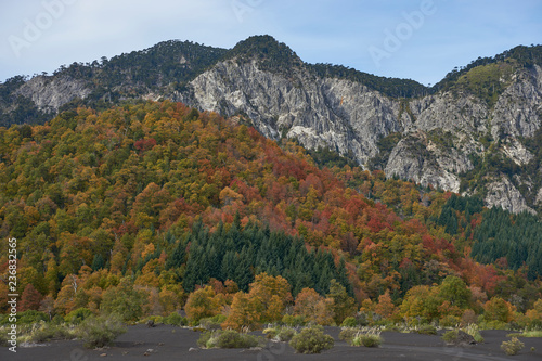 Autumn in Conguillio National Park in southern Chile. Trees in autumn foliage in the foreground; evergreen Araucania Trees (Araucaria araucana) beyond on the higher rocky mountain tops.