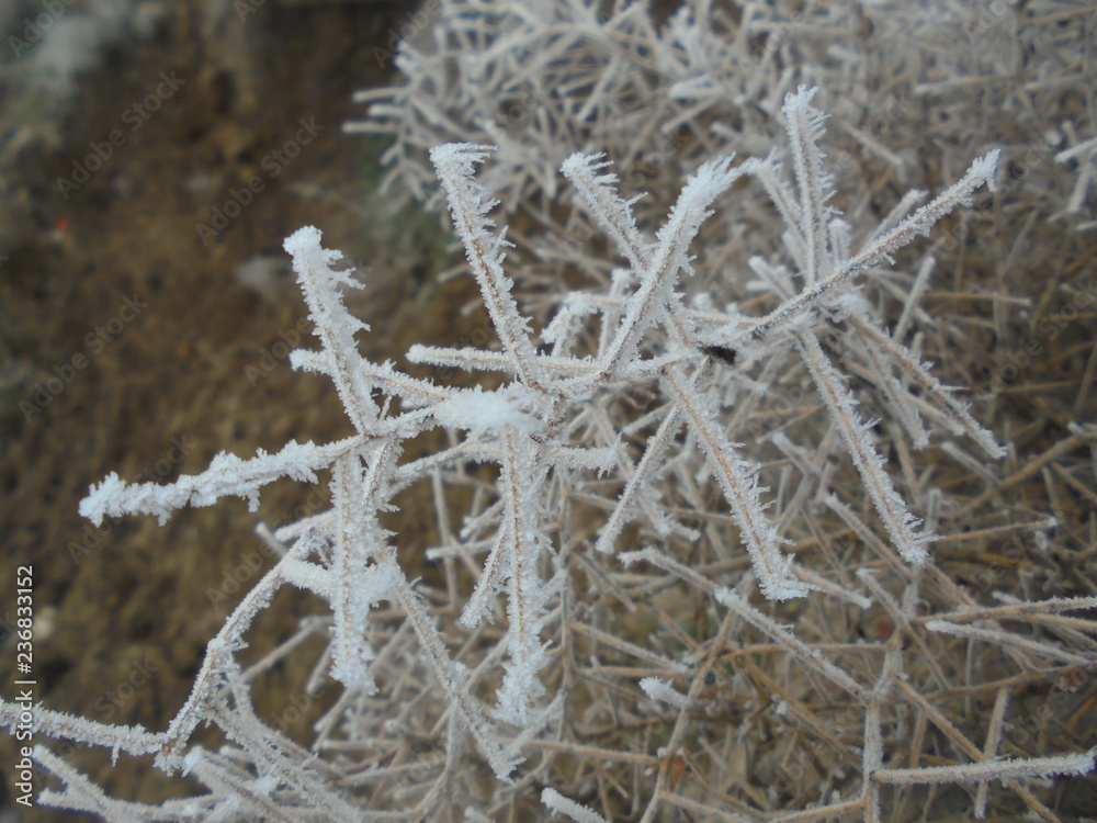 Obraz premium frost
