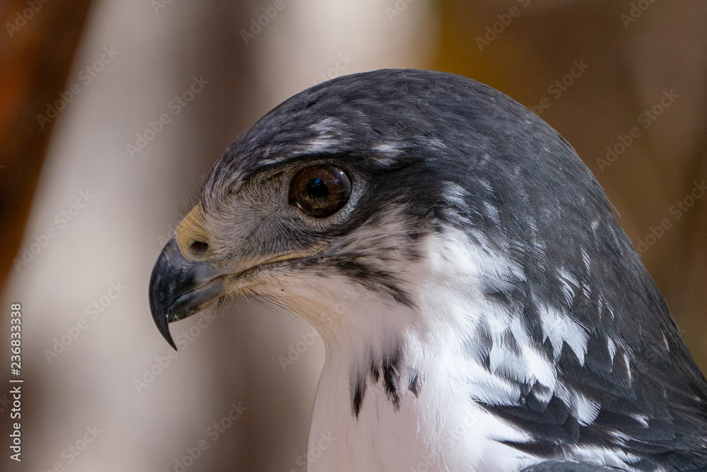 Augur Hawk close up in Fall Foliage Augur Hawk close up in Fall Foliage