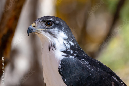 Augur Hawk in Fall Foliage
