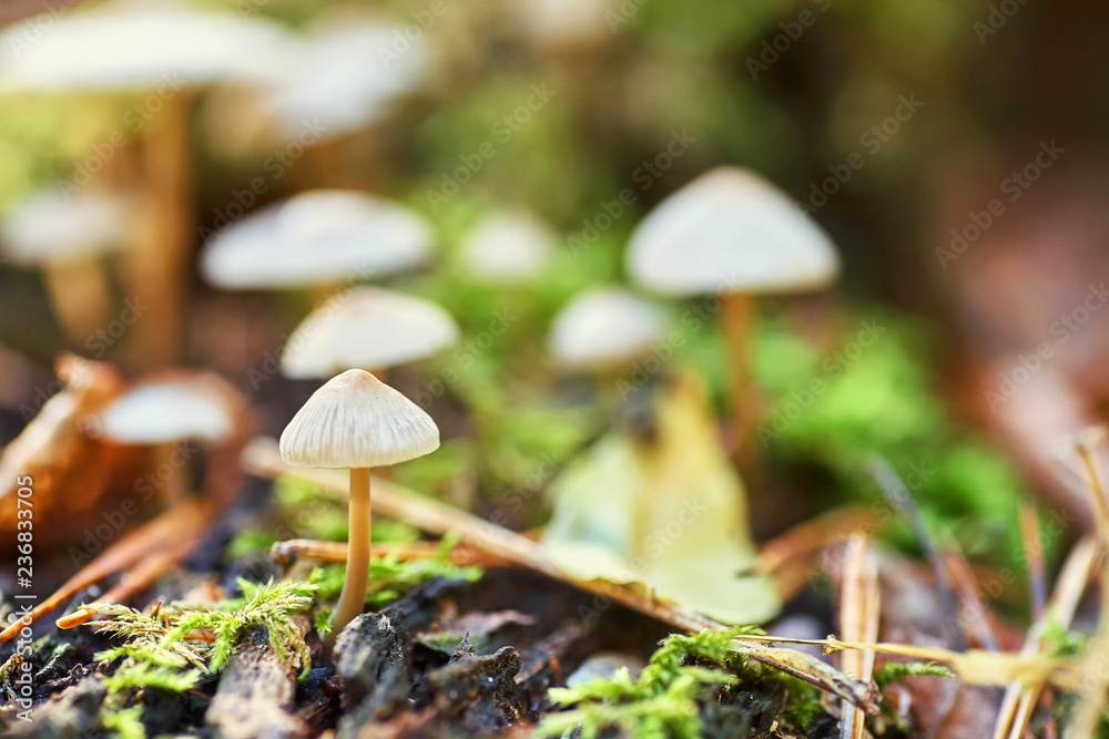 White mushrooms in the forest on the background of grass and pine needles. Nature Background. White mushrooms in the forest on the background of grass and pine needles. Nature Background.