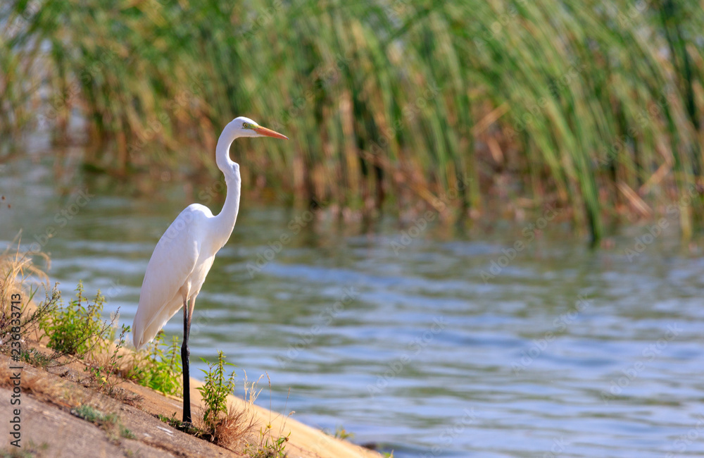 Naklejka premium Great Egret(Ardea alba) standing