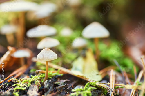 White mushrooms in the forest on the background of grass and pine needles. Nature Background.