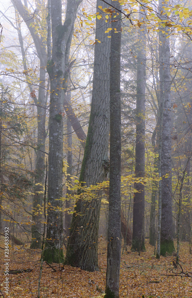 Fototapeta premium Misty morning in autumnal forest