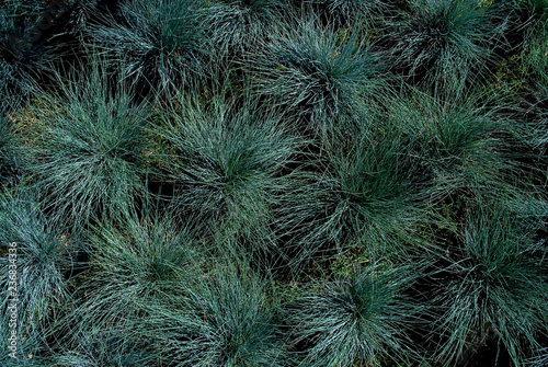 Grass plants called Festuca Glauca, in tufts, light blue gray color, Graminaceae family, background, summer, Italy