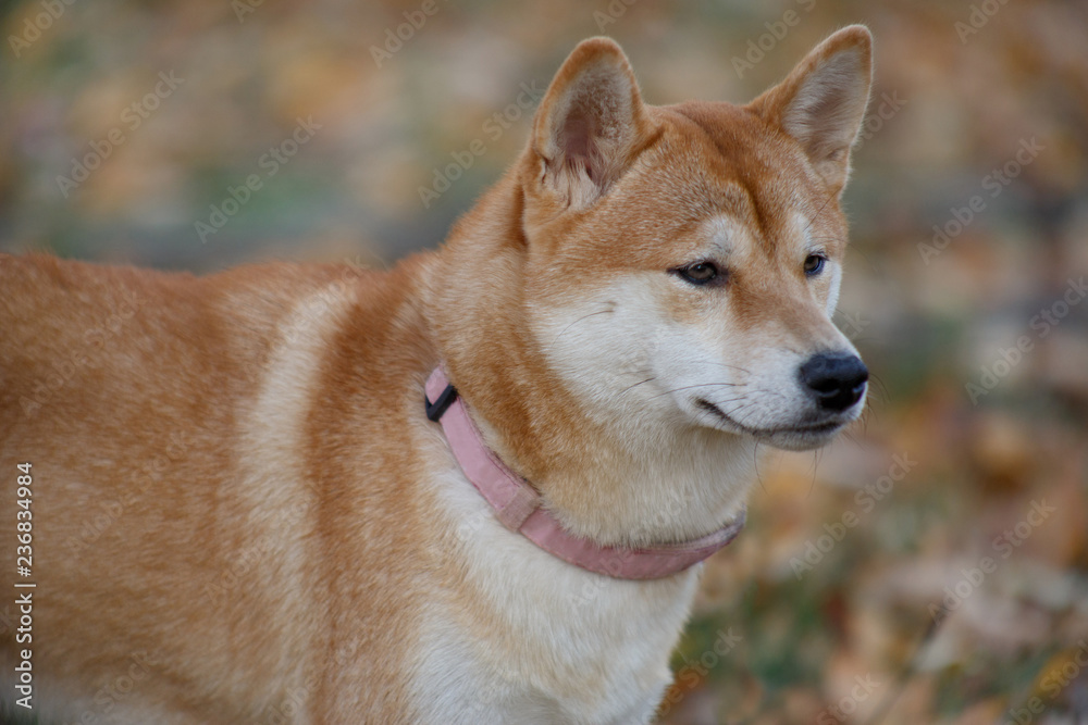 Cute red shiba inu is standing in the autumn park. Pet animals.
