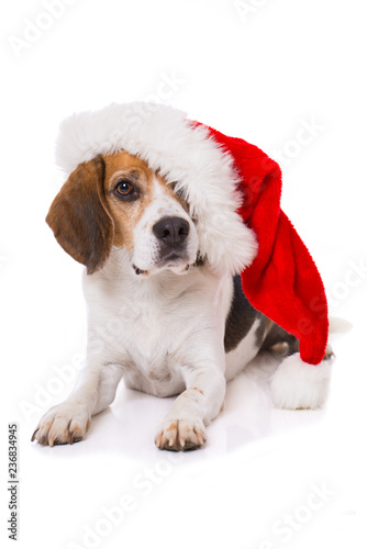 Adult beagle dog with santa hat lying isolated on white background and looking to the camera © DoraZett