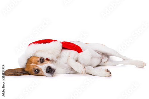 Lazy dog with christmas hat lying exhausted on the side isolated on white background © DoraZett