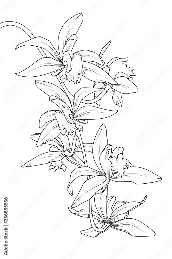 Daffodil Cattleya Temporary Tattoo Sticker - OhMyTat | Flower tattoo, Fake  tattoos, Tattoo stickers