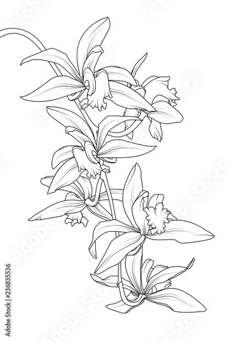 Exotic tropical cattleya orchid flower plant. Botanical realistic detailed black white line drawing sketch. Beautiful floral isolated vector design element. Epiphytic terrestrial orchid rhizome.