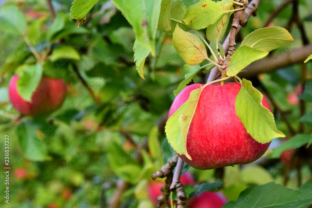 Reife, saftige, rote Äpfel, Apfelernte in Südtirol, Banner Reife, saftige, rote Äpfel, Apfelernte in Südtirol, Banner