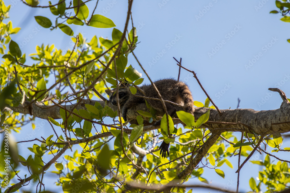 squirrel animal nature squirrel animal nature