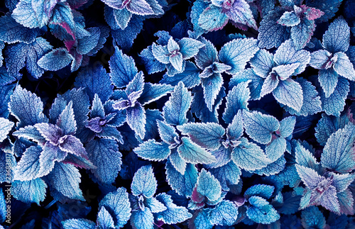 beautiful natural background of top view of mint leaves covered with the firs...