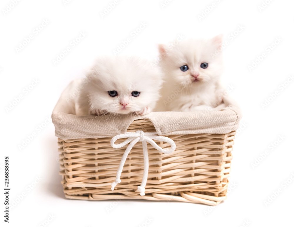 two Scottish fluffy kittens