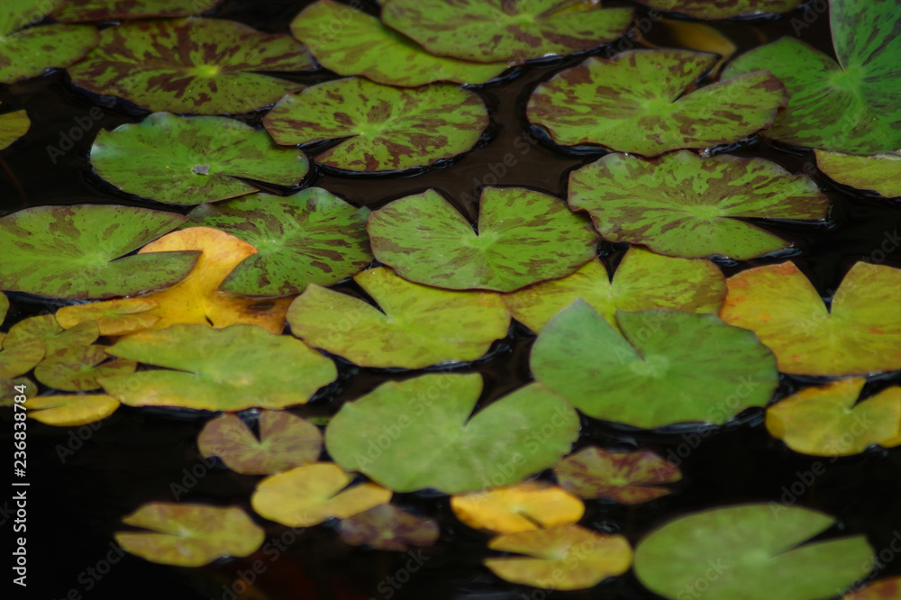 Seerosenblätter auf der Wasseroberfläche Seerosenblätter auf der Wasseroberfläche