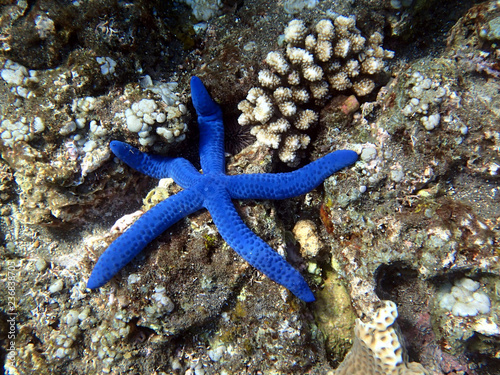 blue starfish - Bali