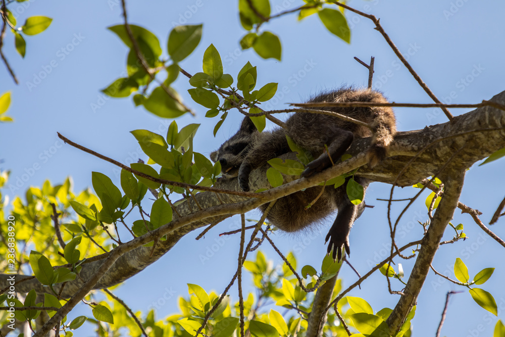 Fototapeta premium squirrel animal nature