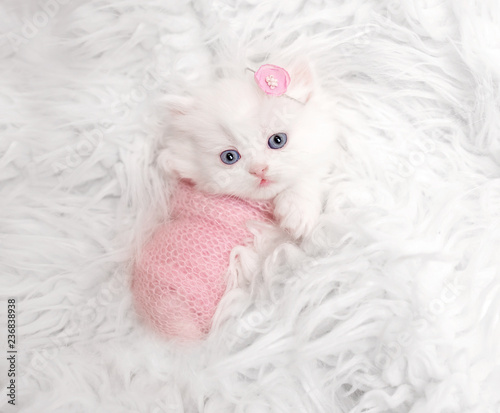 newborn Scottish kitten on white fur photo