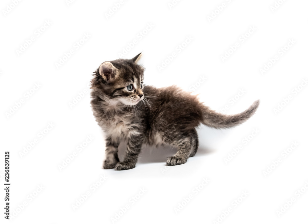 Fototapeta premium Little striped kitten isolated