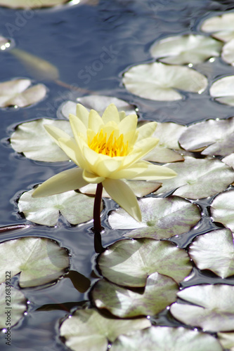 Gelbe Seerose - Links  im Hochformat