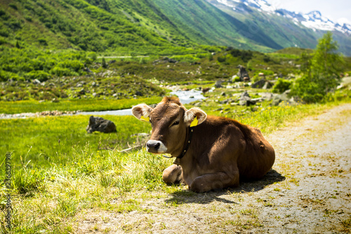 schöne Kuh an der Silvretta Hochalpenstraße in Österreich