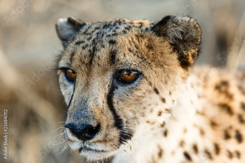 Gepard (Acinonyx jubatus), Tierportrait