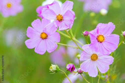 Pink cosmos flowers against green background