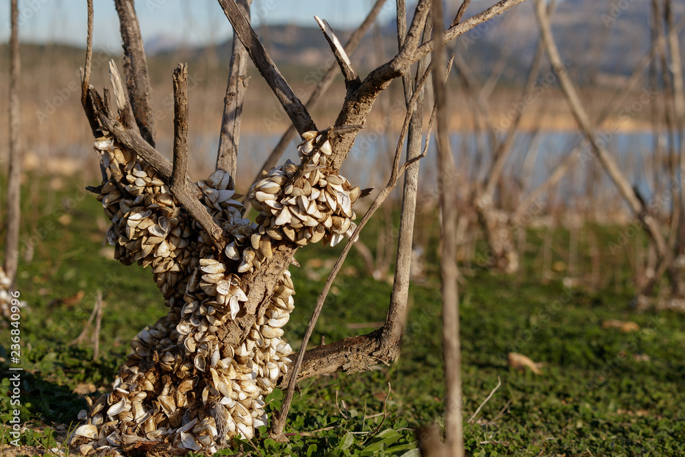Crustaceans growing on a dead tree next to a reservoir in Spain Crustaceans growing on a dead tree next to a reservoir in Spain