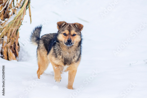 Small dog in the snow in the garden in winter_ © Volodymyr