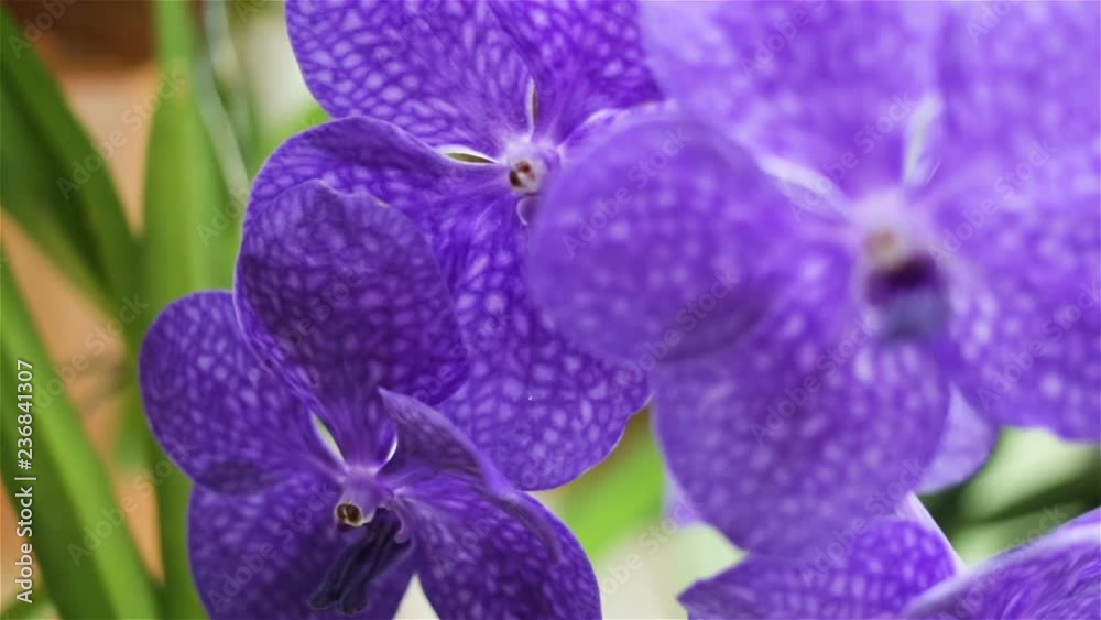 beautiful flowers purple ascocenda closeup. Petals are decorated of a grid, dark capillaries. Indoor or outdoor, real time, camera movement, shadow depth of field, tracking shot, panning beautiful flowers purple ascocenda closeup. Petals are decorated of a grid, dark capillaries. Indoor or outdoor, real time, camera movement, shadow depth of field, tracking shot, panning
