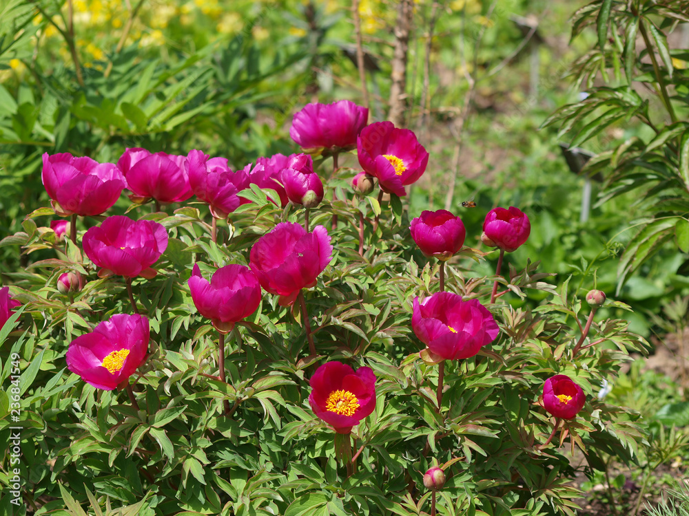 Pivoines officinales (Paeonia officinalis) Pivoines officinales (Paeonia officinalis)