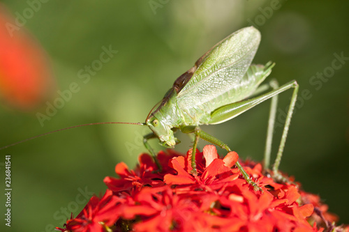 Grasshopper sitting on a flower close-up.