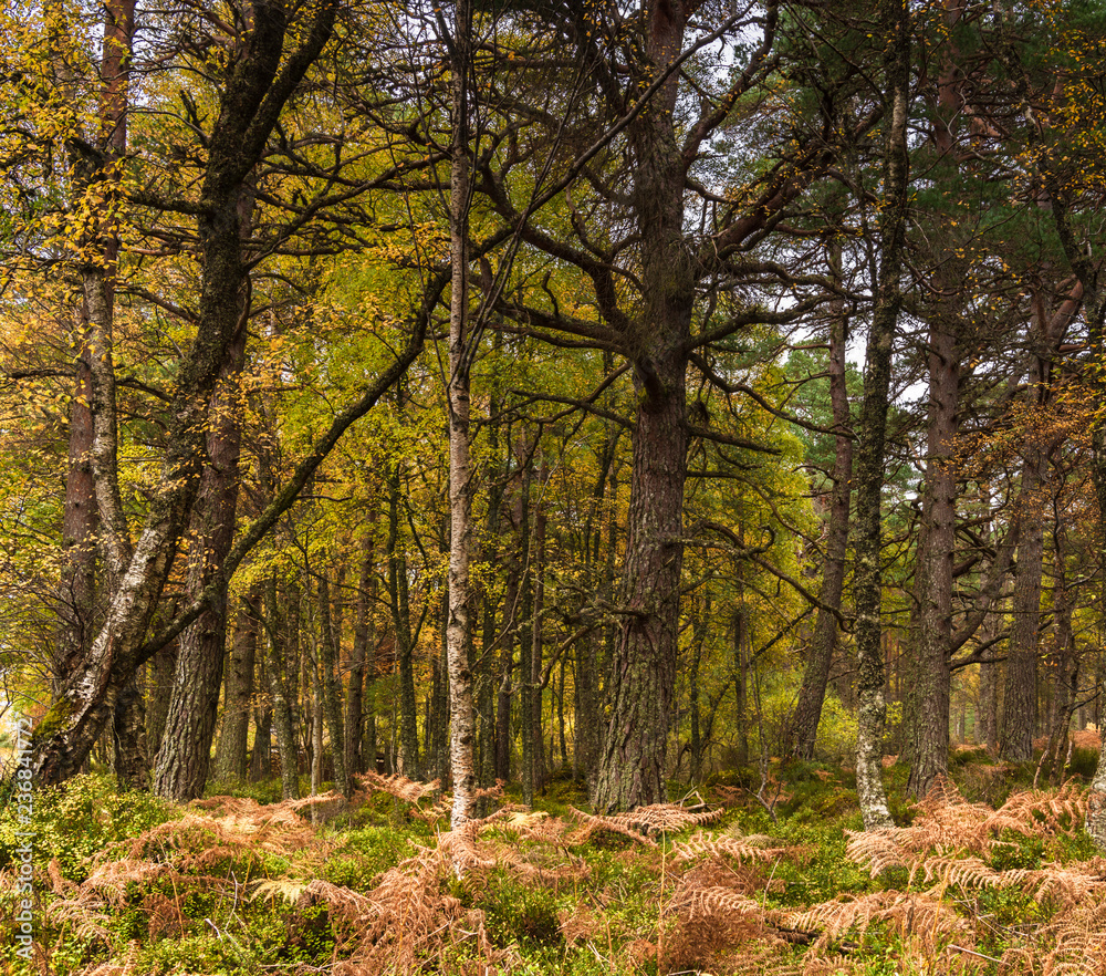 Ancient Caledonian forest on the shores of Loch Rannoch, Perth and Kinross, Scotland. 18 October 2018