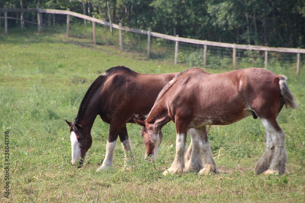 Horse Grazing In The Field, Fort Edmonton Park, Edmonton, Alberta