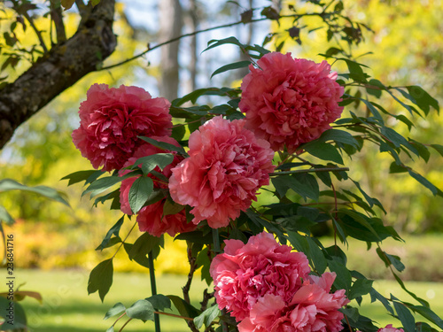 Fototapeta Naklejka Na Ścianę i Meble -  Pivoine arbustive ou pivoine en arbre (Paeonia suffruticosa)