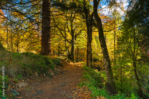 A footpath through autumnal broadleaf woodland in Moray  Scotland. 20 October 2018