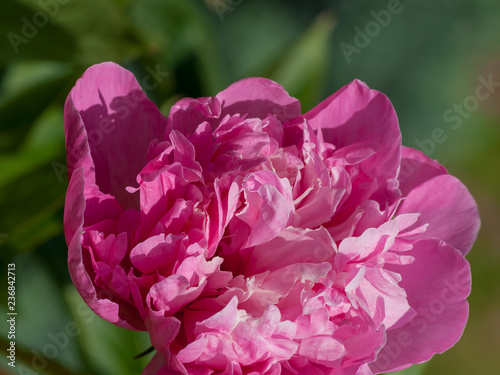 Fleur de pivoine rose (Paeonia) photo