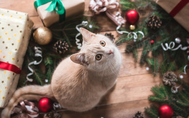 Red cat with christmas decoration.