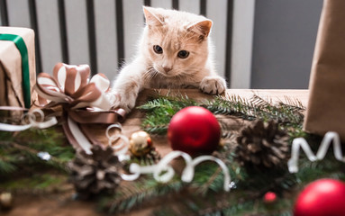 Kitten playing with christmas toys.