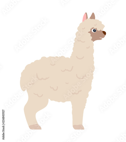 Cute white lama alpaca  side view vector illustration