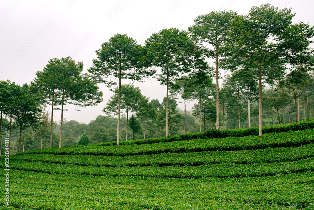 tea plantation