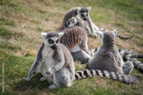 lemur © Kevin