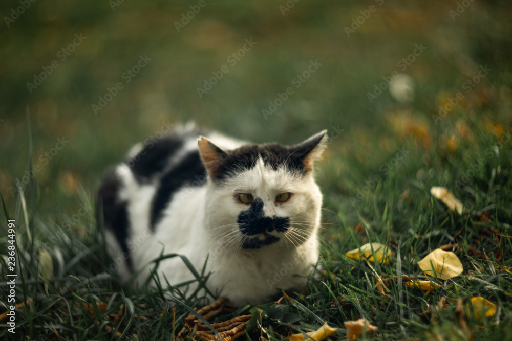 Temperamental homeless cross-eyed squint spotty cat looks at you in on green grass
